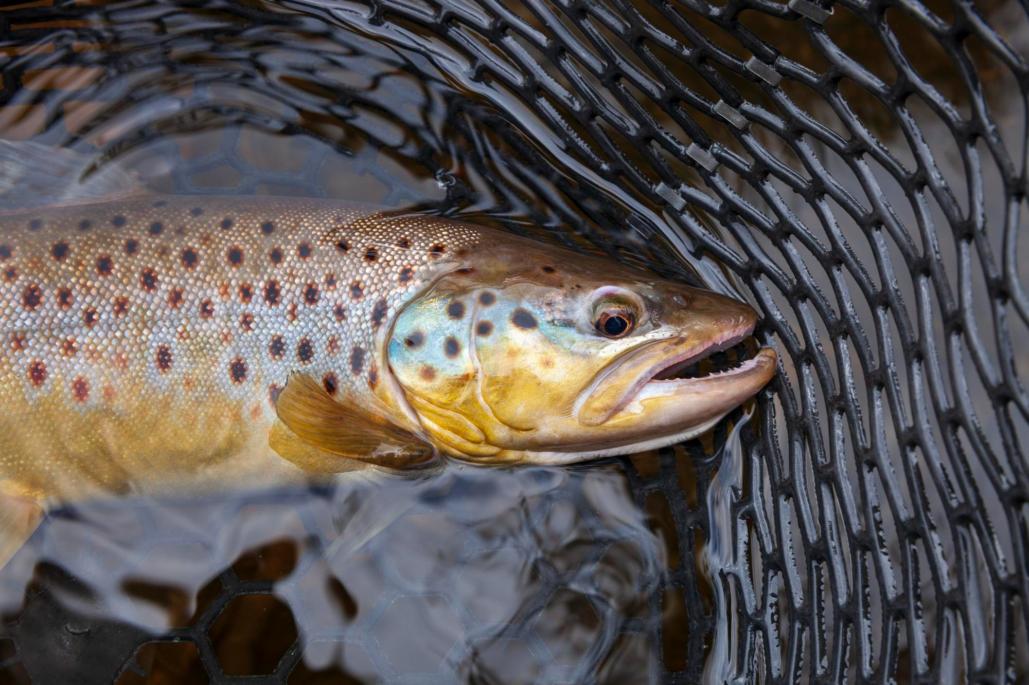 Brown trout and grayling fishing in Scotland