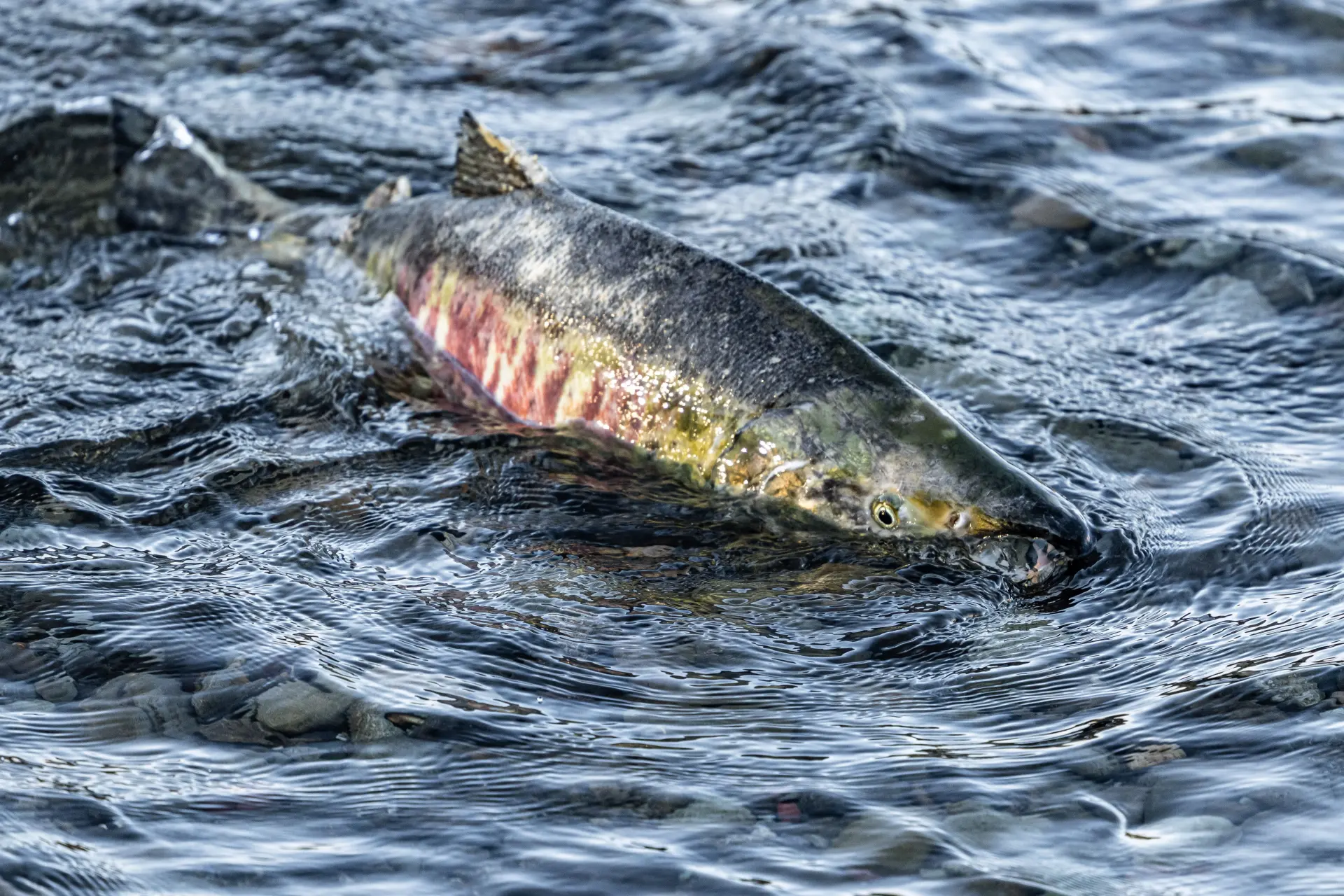 Salmon fishing on a Scottish river